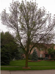 failing ash tree